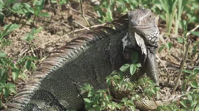 Green Iguana (Iguana iguana) opens mouth and looks at camera