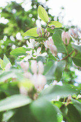 Fototapeta na wymiar Tree branch with white flowers, gentle background. Closeup, soft focus.