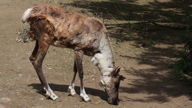 Finnish forest reindeer eating grass (rangifer tarandus fennicus)