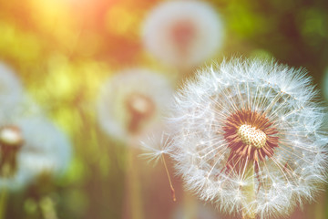 Close up of dandelions blowball head under sun flares are ready to start seeds downwind