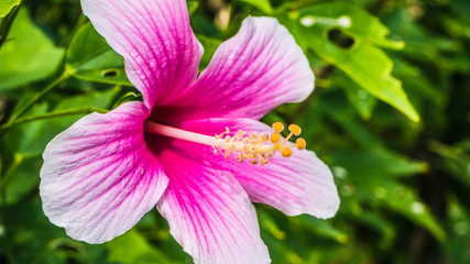 Hibiscus rosa-sinensis beautiful bright coloured tropical flower © Igor Tichonow
