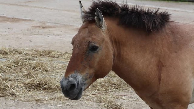 Portrait of Przewalskis horse (Equus ferus przewalskii)