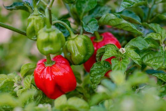 Red ripe scotch bonnet hot spicy pepper plant gardening raw food spice