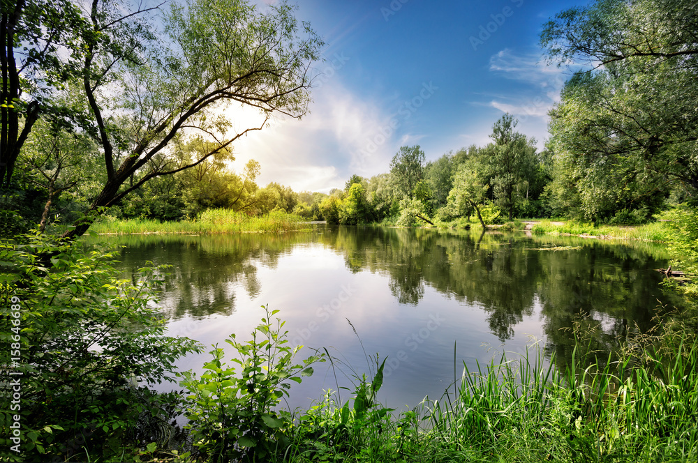 Wall mural lake with reeds and trees on the beach