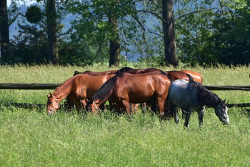 purebred horses on pasture and nice landscape,Czech republic