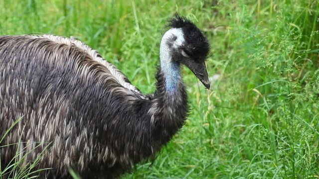 Sleeping Ostrich Emu on the pasture (Dromaius novaehollandiae)