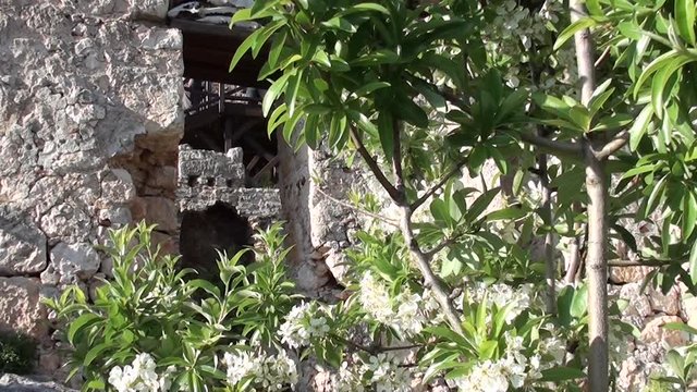 SIMENA, Turkey &ndash; March 17, 2013: a flowered tree in old fortress