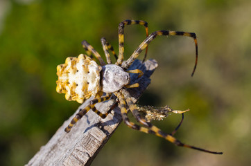 Big spider on the web