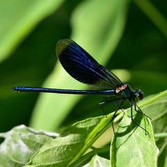beauty of wings