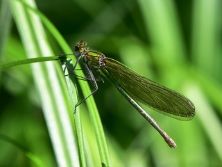 lestes sponsa damselfly
