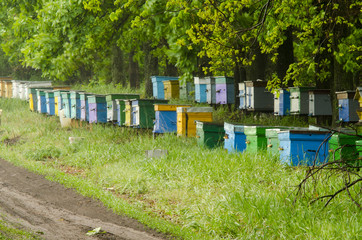 Apiary