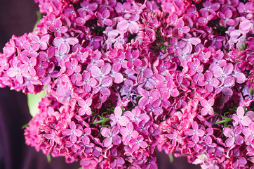 Fototapeta premium Beautiful large flowers of lilac in droplets of water, Colorful background. Closeup, selective focus.