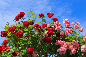 Panele Szklane  Czerwone i różowe róże na słonecznym tle nieba.