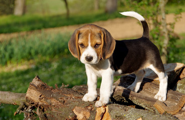 Puppy of beagle - 158648035