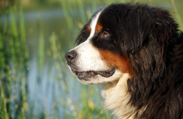 Portrait of Bernese mountain dog