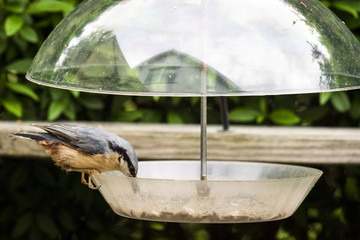 Nuthatch bird on a feeding board