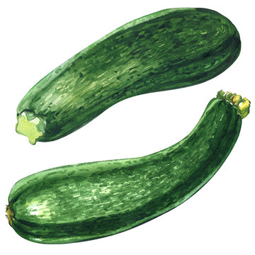 Fresh green zucchini or courgette isolated isolated, two objects, watercolor illustration on white