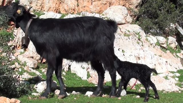 Nanny eats and newborn looks for udder