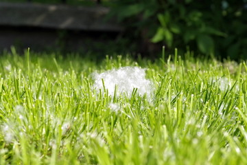 pyłki drzew © Henryk Niestrój