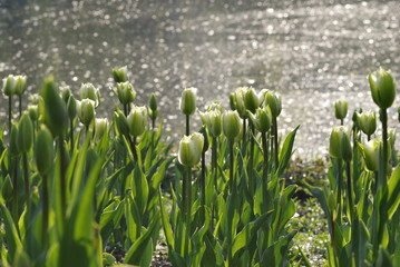 zielone tulipany