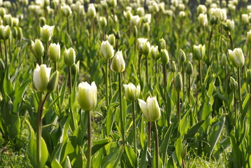 Obraz na płótnie Canvas zielone tulipany