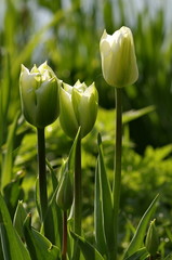 zielone tulipany