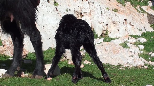 Newborn and eating nanny