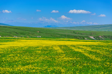 Amazing landscape with yellow field flowers, Armenia