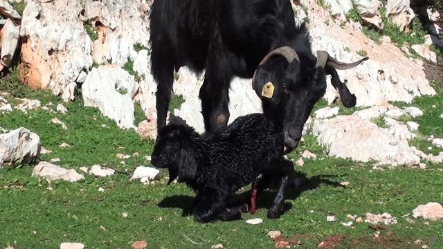 Newborn goatling and  nanny-goat