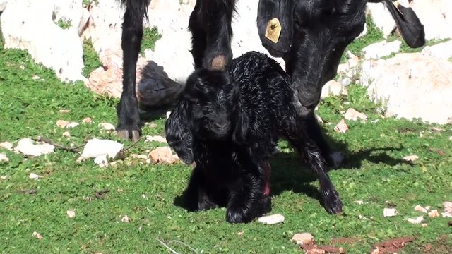 Newborn goatling and  nanny-goat