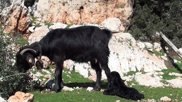 newborn looks for udder 