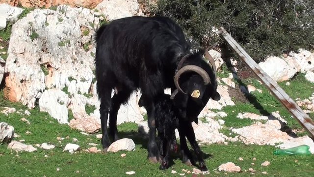 newborn yeanling rises and start suckling 