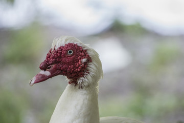 Portrait of a special duck