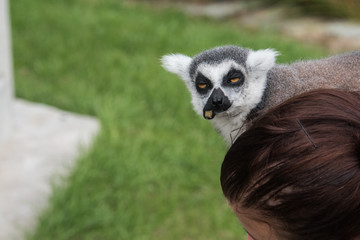 kauender Lemur