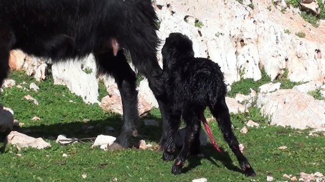 newborn yeanling staying unstable 