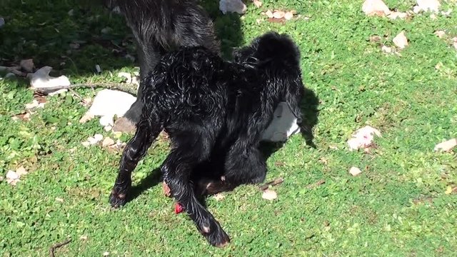 newborn yeanling tries to rise on feet 