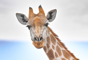 Obraz premium Giraffe close up