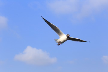 flying seagull in the blue sky at bangpoo resort, samut prakan, thailand