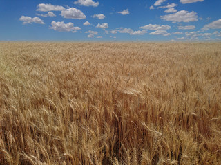 buğday tarlası bulutlu gökyüzü manzarası