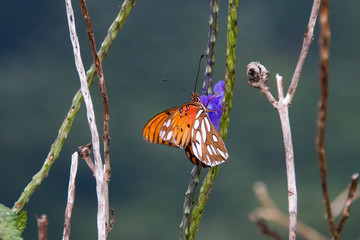 Fototapeta na wymiar Waihee Ridge Painted Lady Schmetterling 5