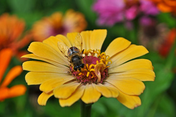 A bee is sitting on a yellow flower in the garden.