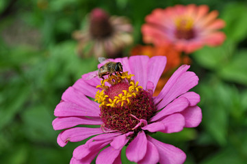 A bee is sitting on a pink flower in the garden.