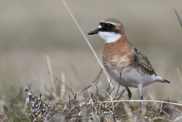 lesser sand plover which stands near the nest on the bank of the river in the early morning