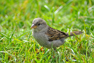 Sparrow with colored feathers sitting in the green grass in the summer sun.