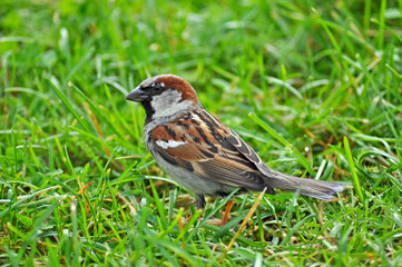 Sparrow with colored feathers sitting in the green grass in the summer sun.