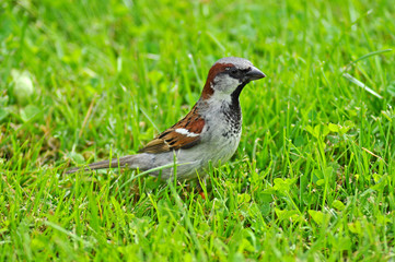 Sparrow with colored feathers sitting in the green grass in the summer sun.