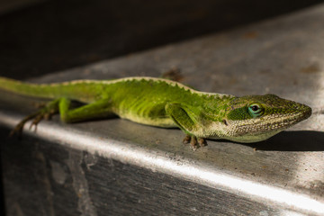 Green Lizard