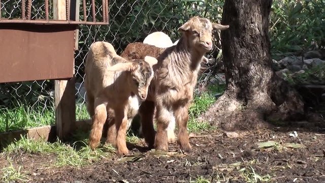 young goats in pen see something and run away