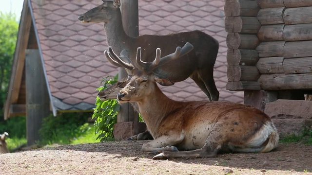 Damwild im Unterschlupf