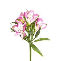 Alstromeemia flower on a white background